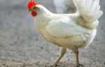 Chicken Point