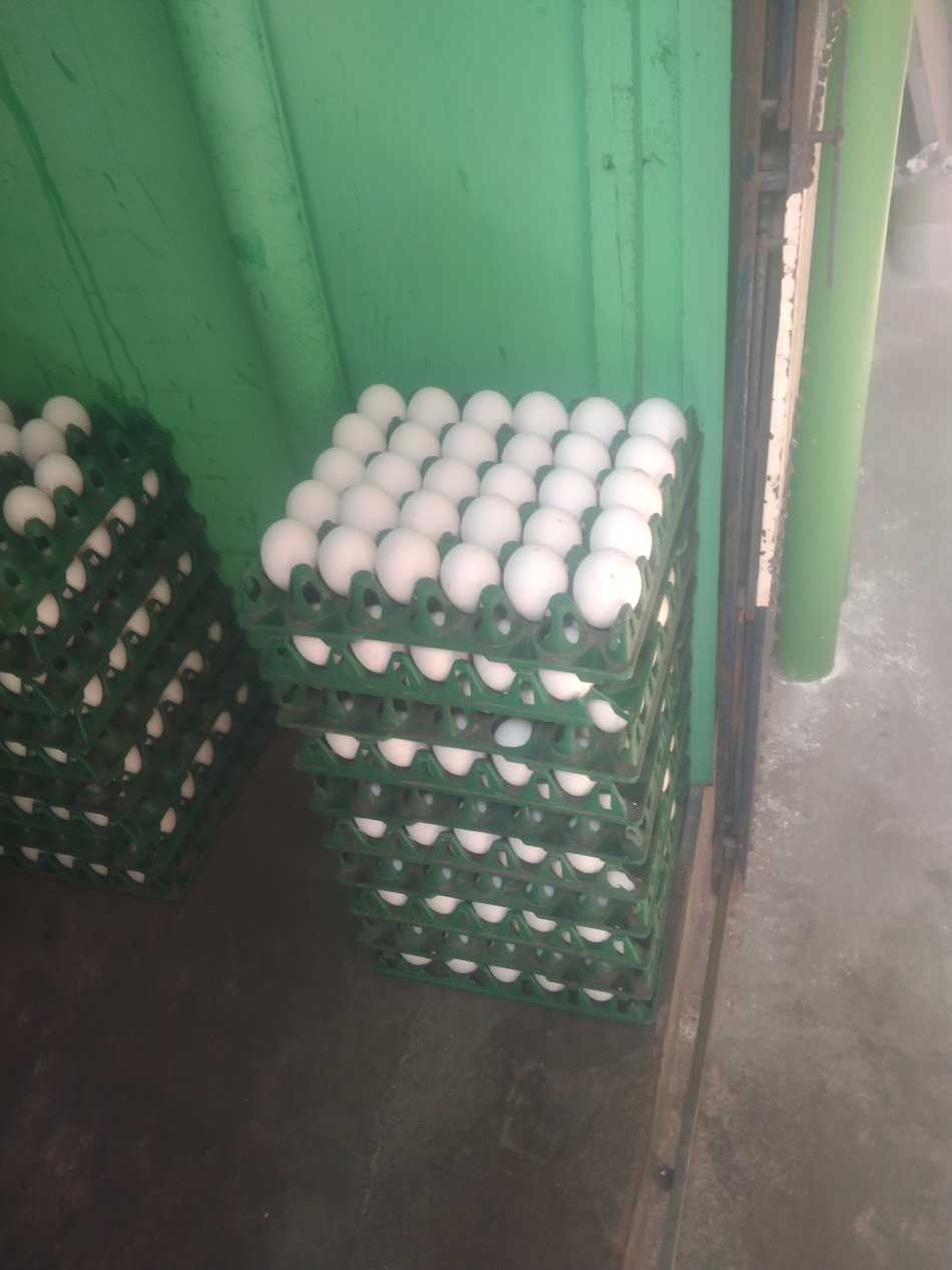 Nageswari Egg shop
